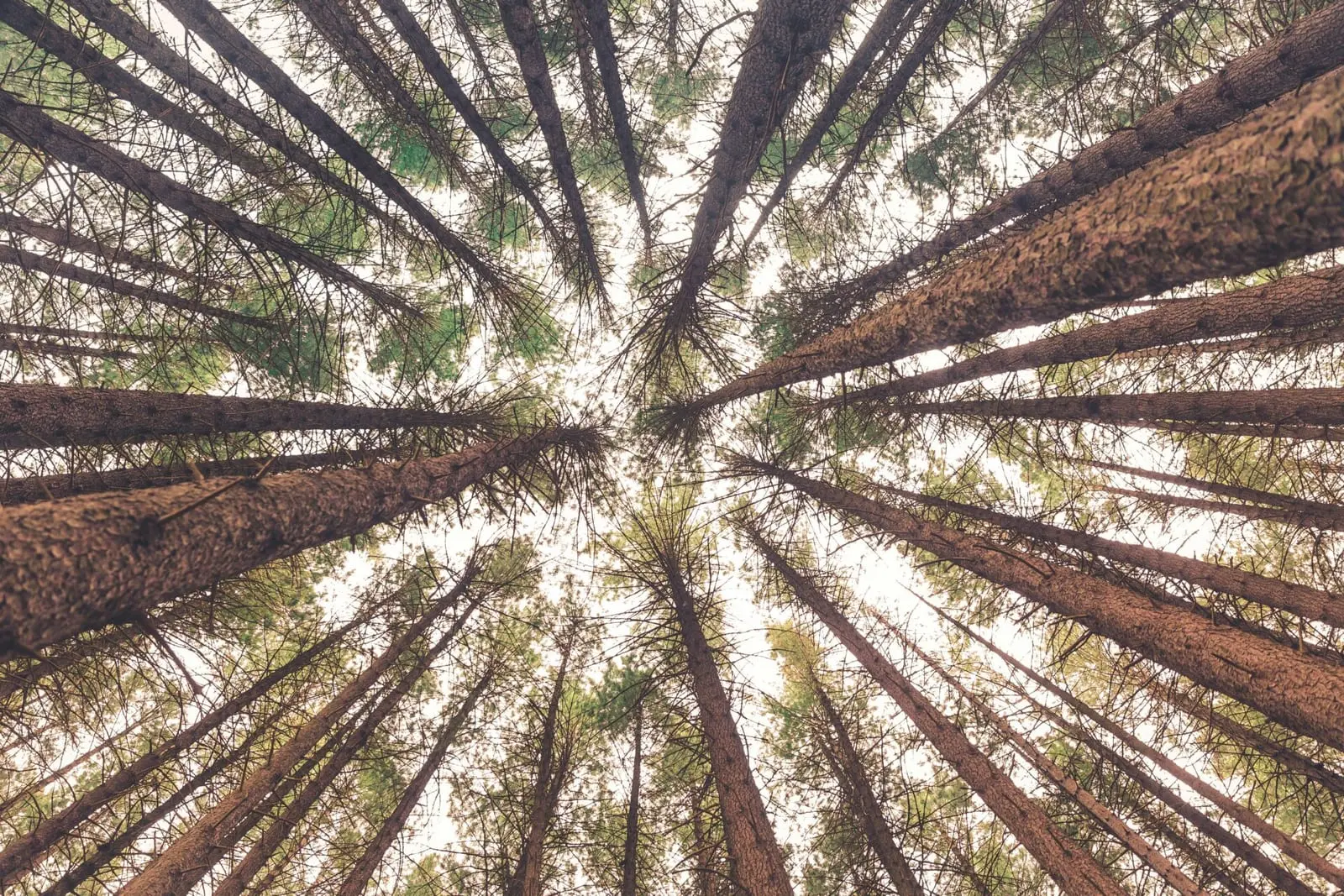 Ar Lietuvoje vis dar yra, ką kirsti?