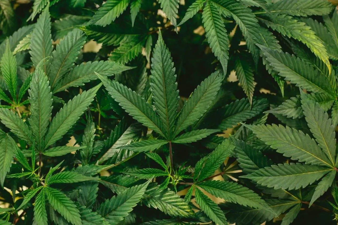 Kanapių legalizavimas: opoziciją piktina valdančiųjų „buldozeriu“ stumiamas projektas, o jį palaikę socialdemokratai staiga pakeitė nuomonę