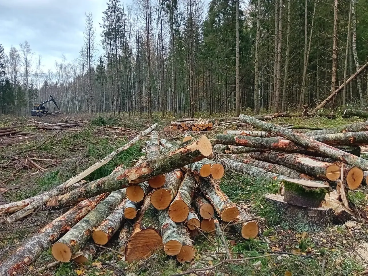 Medžių kirtėjai įsisuko ir į miškų draustinius: ar nebeliko nieko švento?