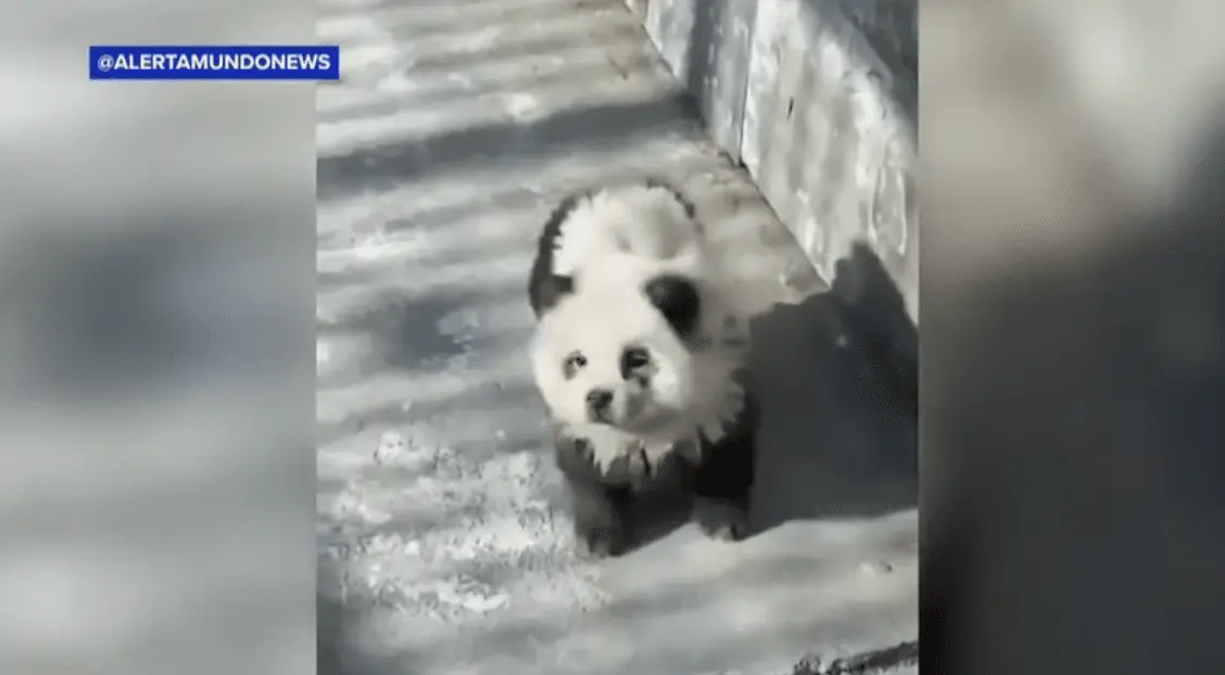 Zoologijos sode apgaulė – pandomis paversti šunys