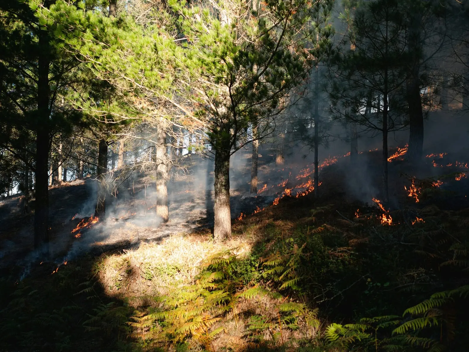 Aplinkosaugininkų patarimai: ką reikia žinoti prieš užkuriant ugnį gamtoje