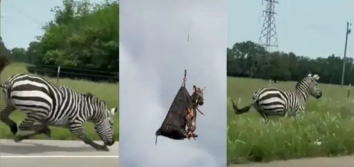 Pabėgęs zebras po savaitės paieškų pargabentas sraigtasparnio pagalba