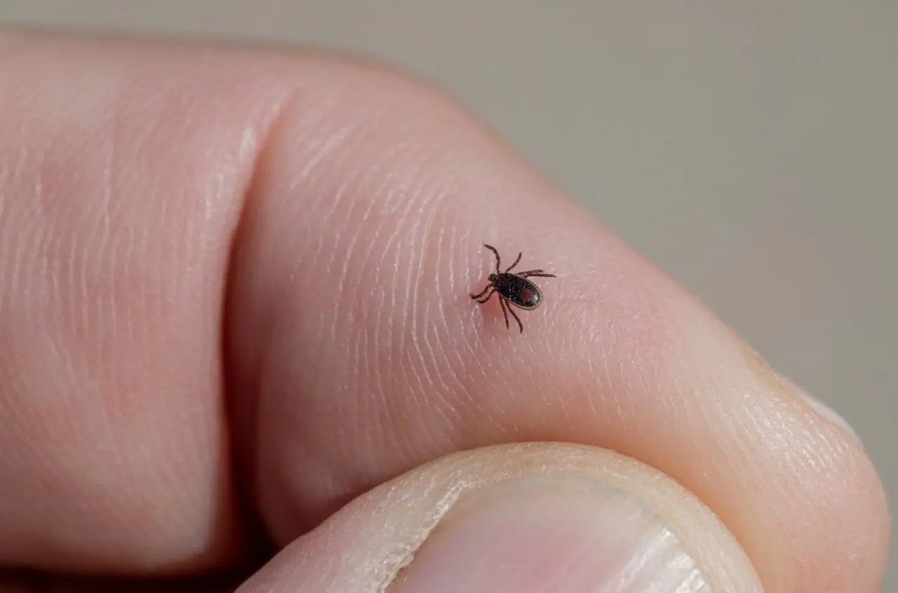 Erkės jau aktyvios – keletas būdų, kaip apsisaugoti nuo įkandimų