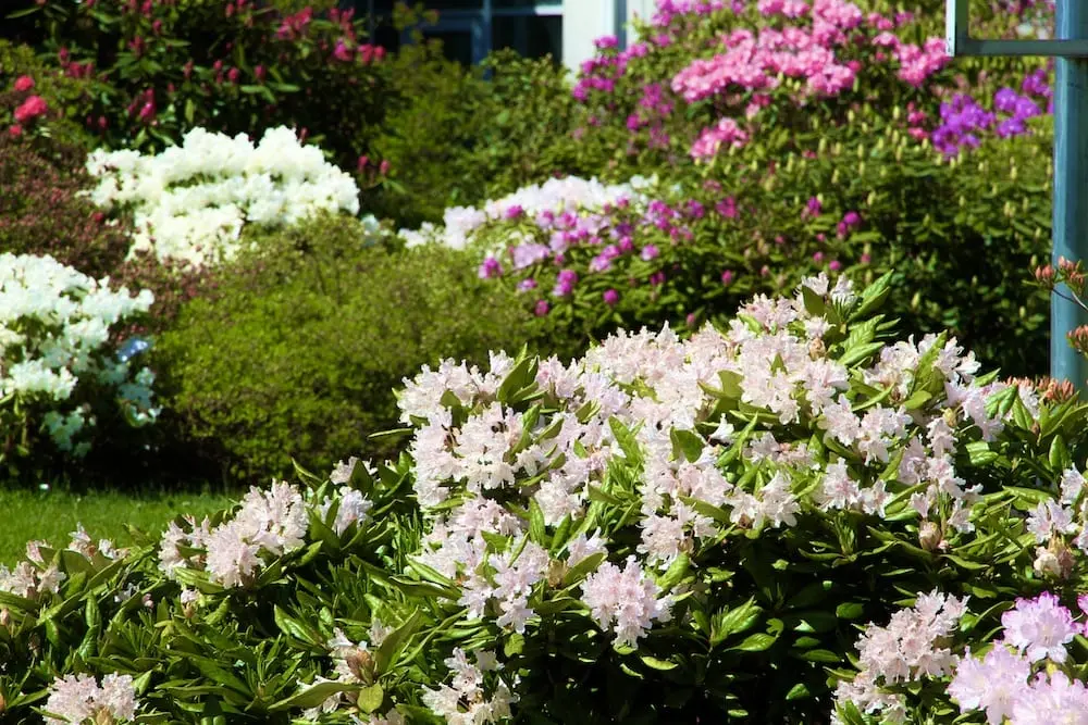 Prasideda didysis rododendrų žydėjimas VDU Botanikos sode Kaune