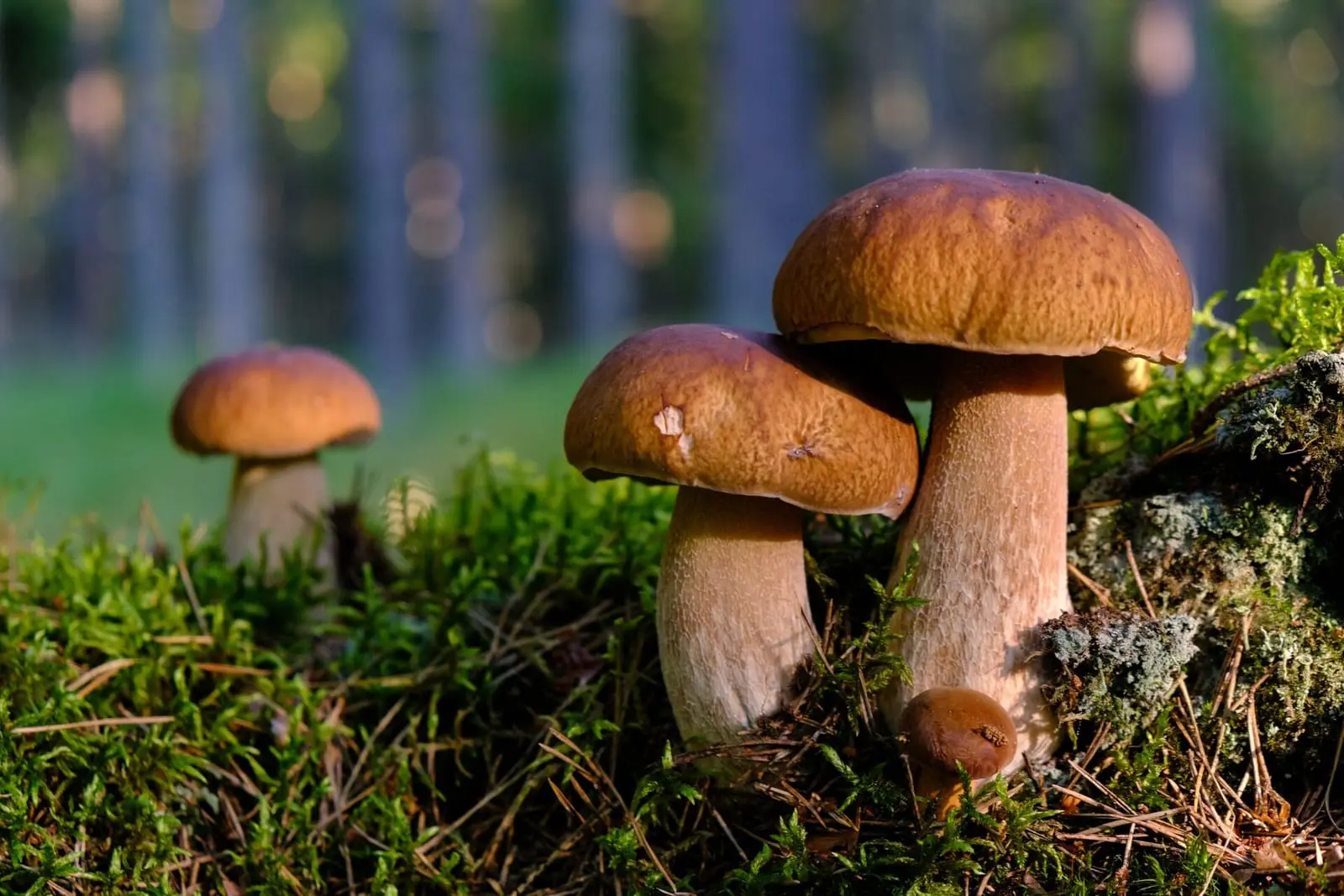 Pilnos pintinės grybų: lėkštėse karaliauja baravykai