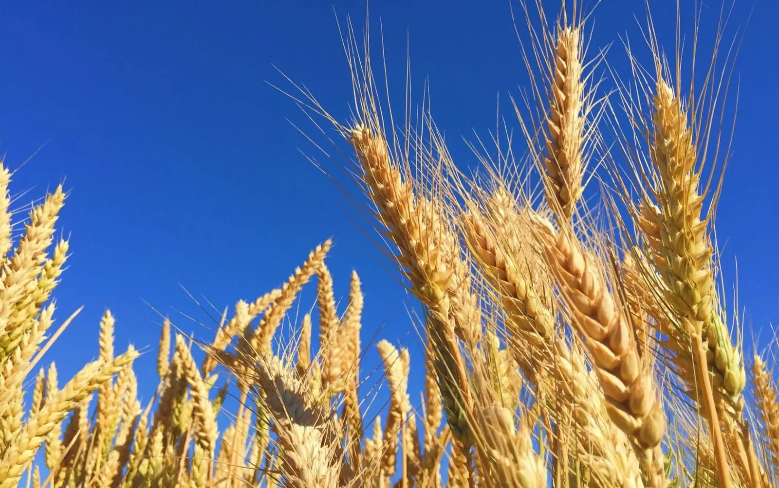Grūdų auginimas: ką turite žinoti apie jų sandėliavimą ir supirkimą