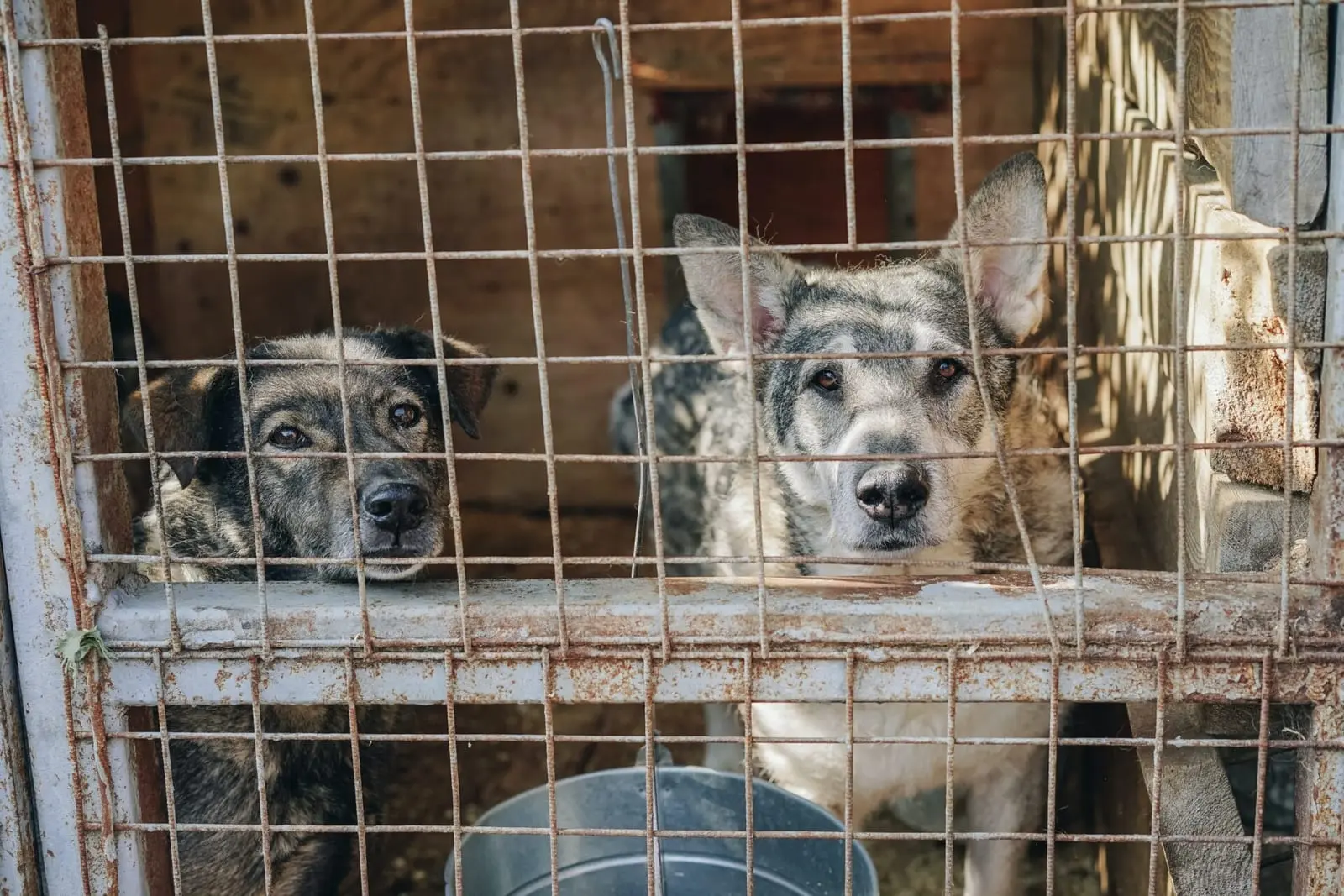 Nelegalios šunų veisyklos: valstybės problema, kuriai (ne)specialiai užmerkiamos akys