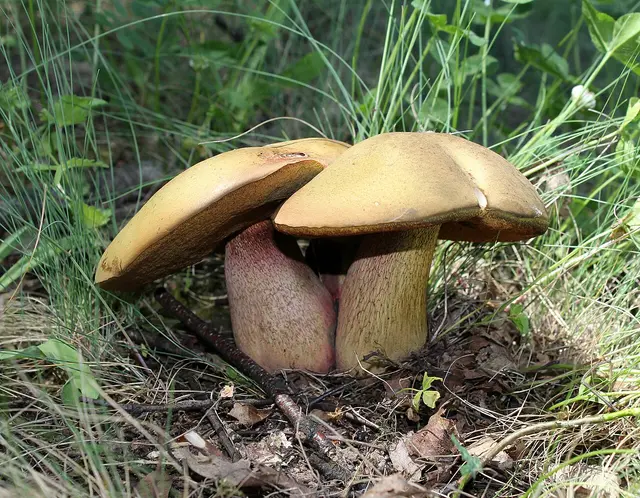 Paąžuoliai