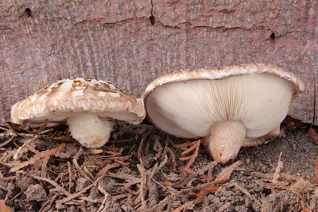 Šitake