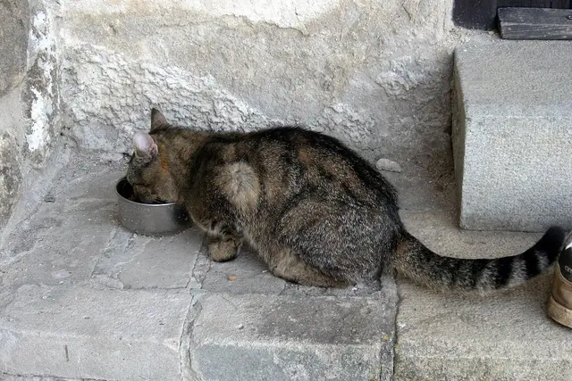 Kačių maistas: sausas ar šlapias, kiek šerti katę per dieną ir ko katėms duoti negalima