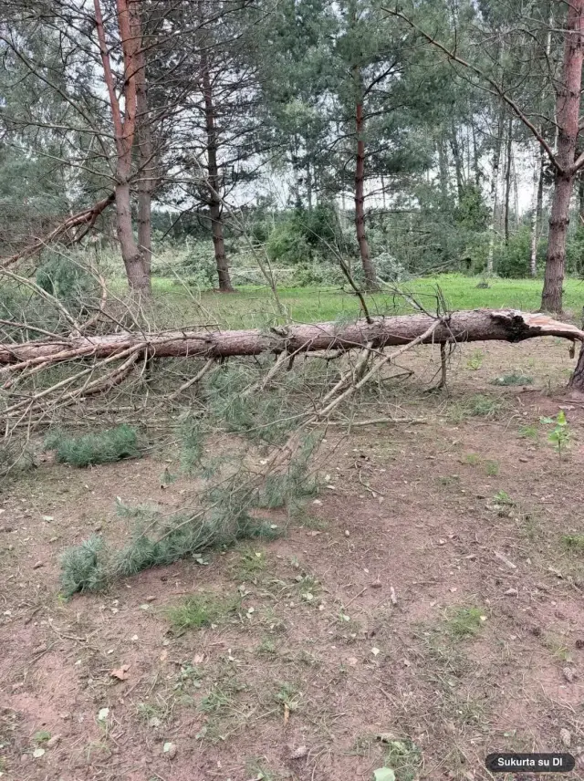Lietuvoje – neramus penktadienis: vėjas verčia medžius, tūkstančiai liko be elektros