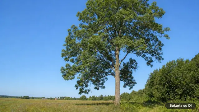 Uosis