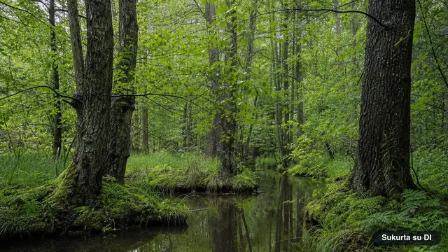 Alksnis