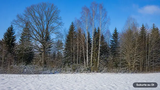 Medžiai žiemą