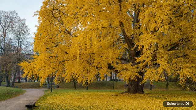 Ginkmedis