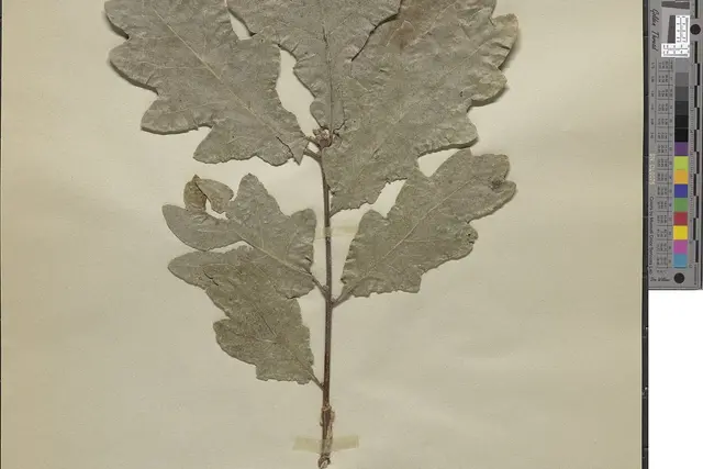 Herbariumas: kaip pasidaryti augalų ir medžių herbariumą – rinkimas, presavimas, tvirtinimas ir etiketė