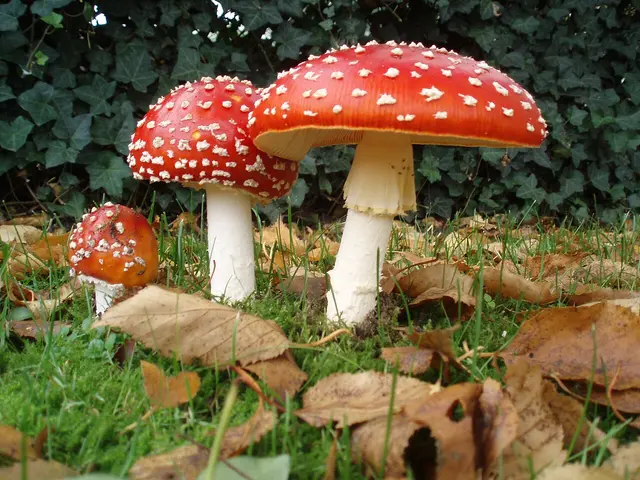 Raudonoji musmirė