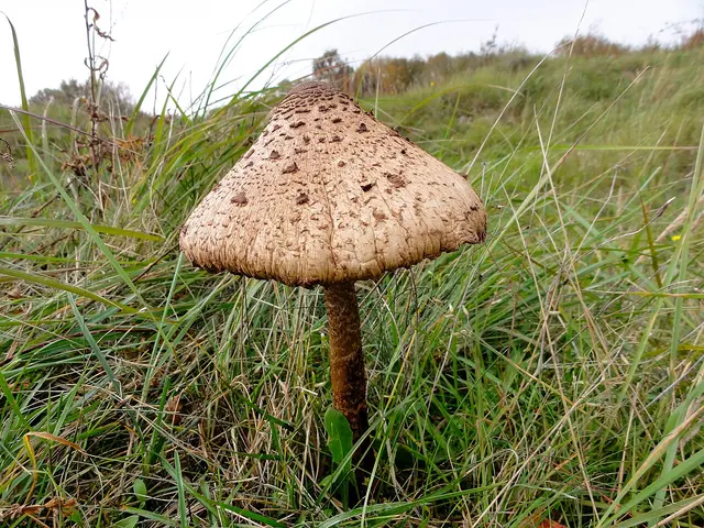 Žvynabudė ir žvynabudėlė