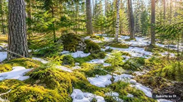 Klimato kaita Lietuvoje: kiek sušilo, kaip keičiasi žiemos, sniegas ir karštis