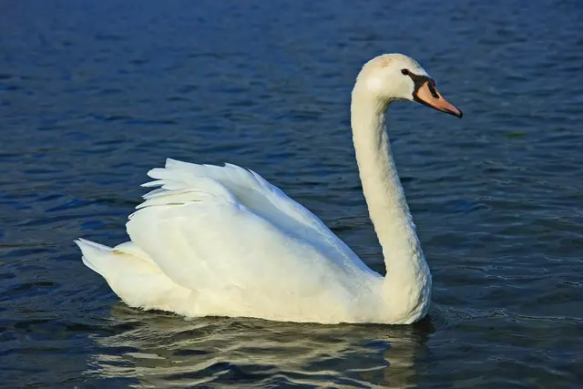 Gulbės