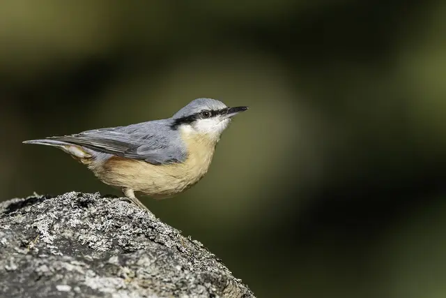 Bukutis