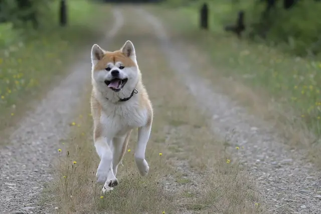 Akita inu (japonų ir amerikiečių akita)