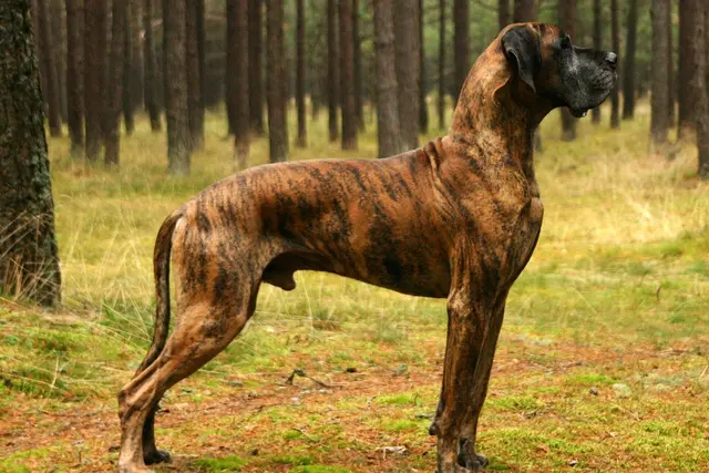 Vokiečių dogas (didysis danas)