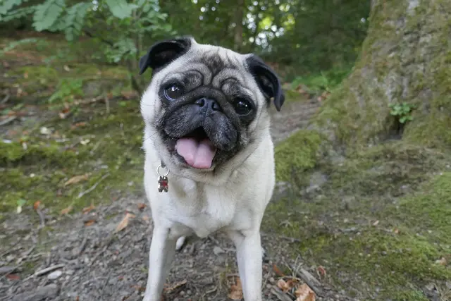 Mopsas