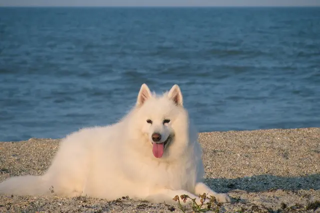 Samojedas