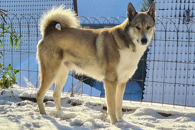 Vakarų Sibiro laika