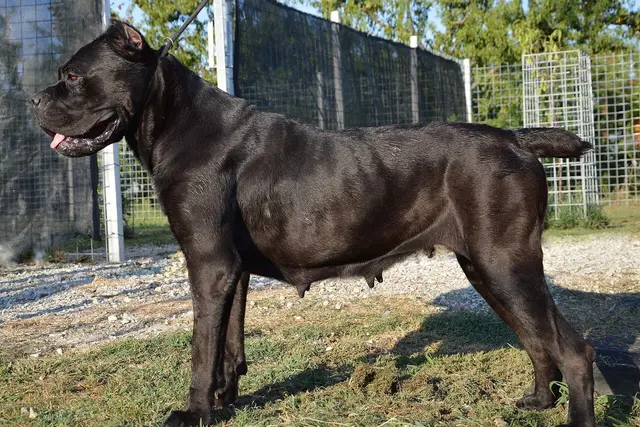 Kane korsas (Cane Corso)