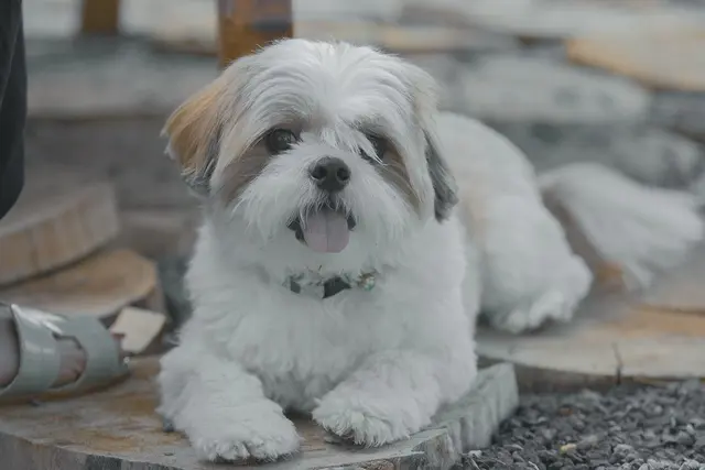 Ši cu (Shih Tzu)