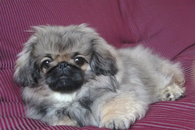 Pekino šuo (pekinas)