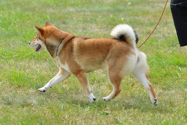 Šiba inu (Shiba Inu)