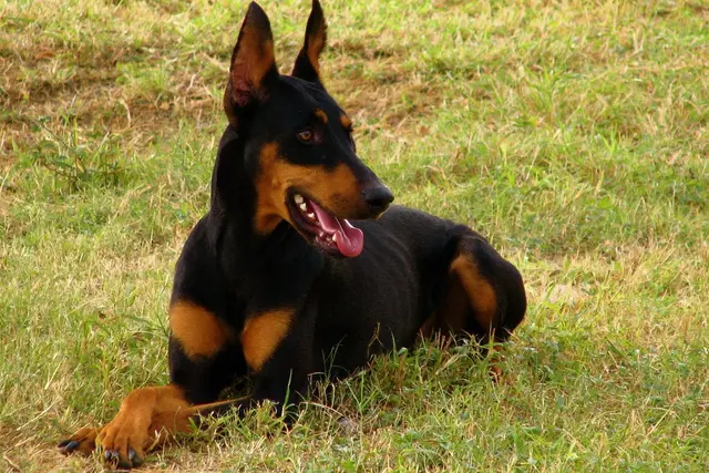 Dobermanas