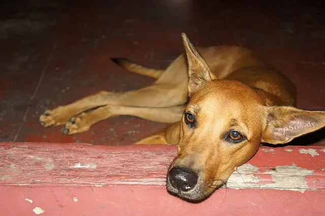 Šuo vemia: dažniausios priežastys, ką daryti namuose ir kada skubiai kreiptis į veterinarą