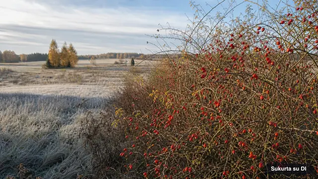 Erškėtuogės