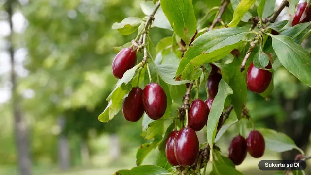 Valgomoji sedula