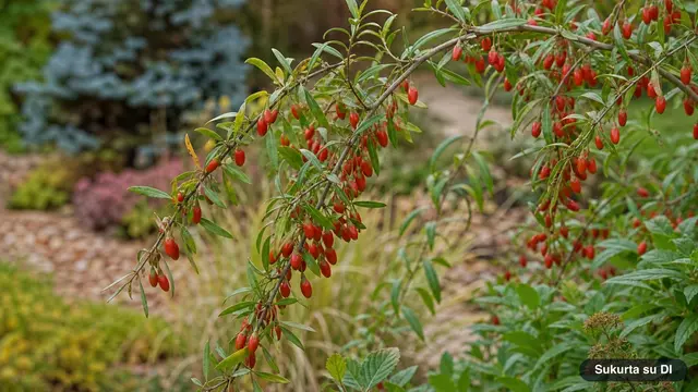 Goji uogos