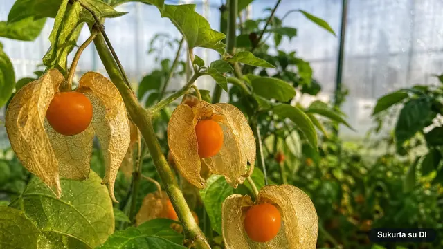 Dumplūnė (physalis)