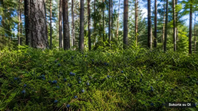 Mėlynės