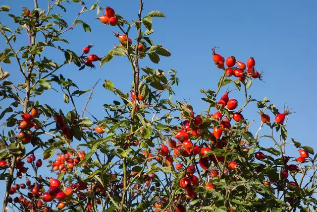 Vitaminas C uogose: kuriose uogose daugiausia vitamino C ir kiek jų reikia per dieną