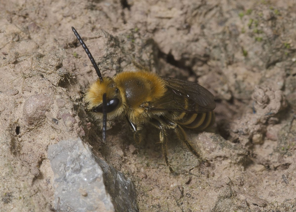 Gebeninė bitė ant žemės