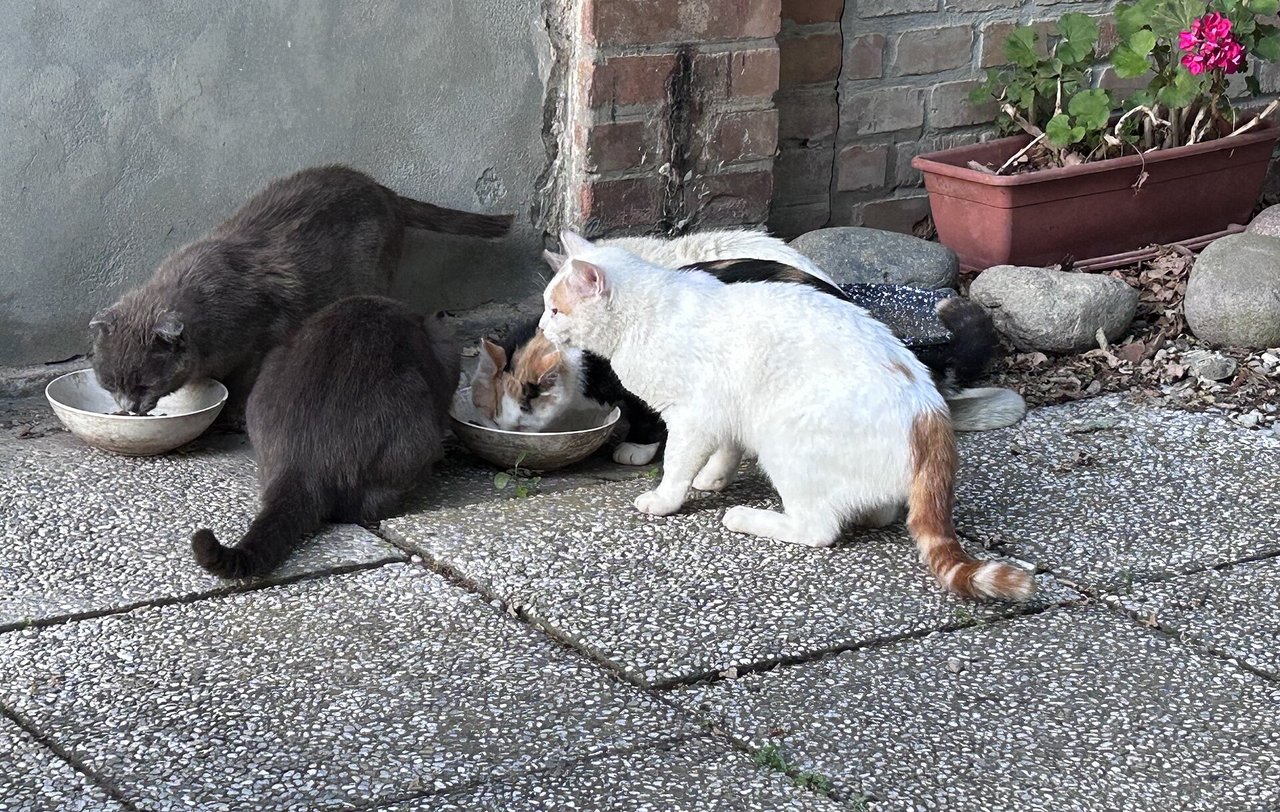 Kelios katės ėda iš dubenėlių kieme