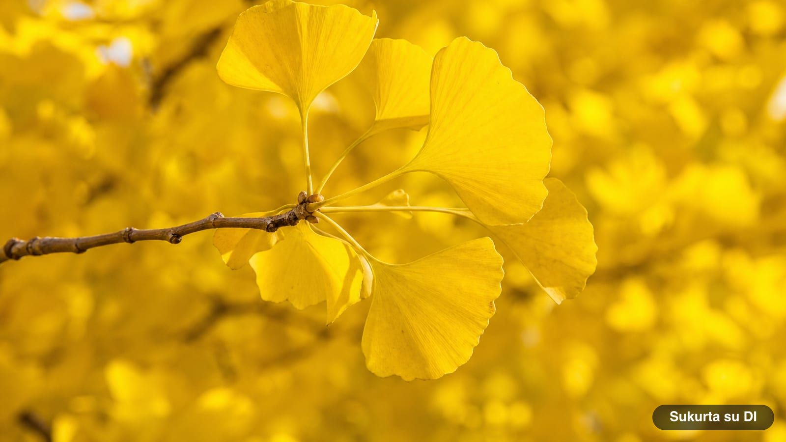 Ginkmedžio šakelė su ryškiai šafraniškai geltonais vėduokliškais lapais rudenį