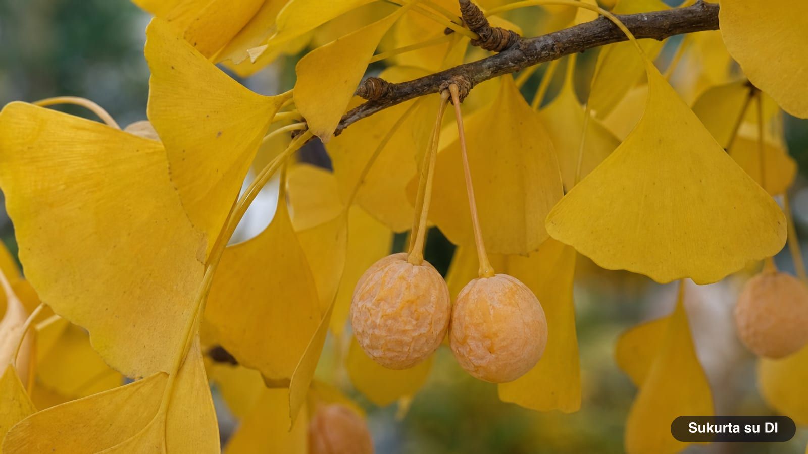 Moteriško ginkmedžio gelsvai oranžinės mėsingos sėklos poromis ant ilgų kotelių