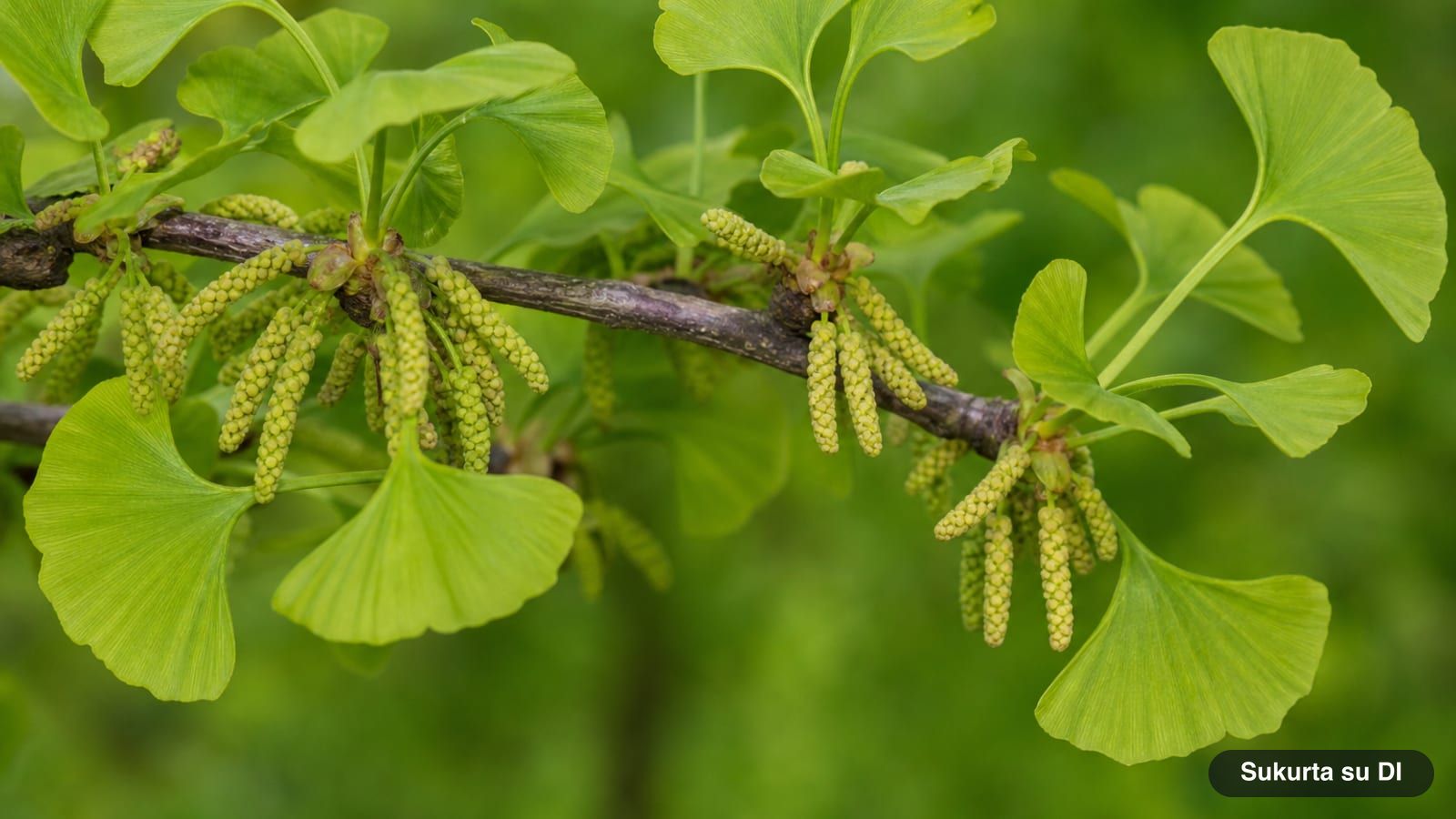 Vyriško ginkmedžio gelsvai žali žiedadulkių kankorėžėliai tarp jaunų vėduokliškų lapų