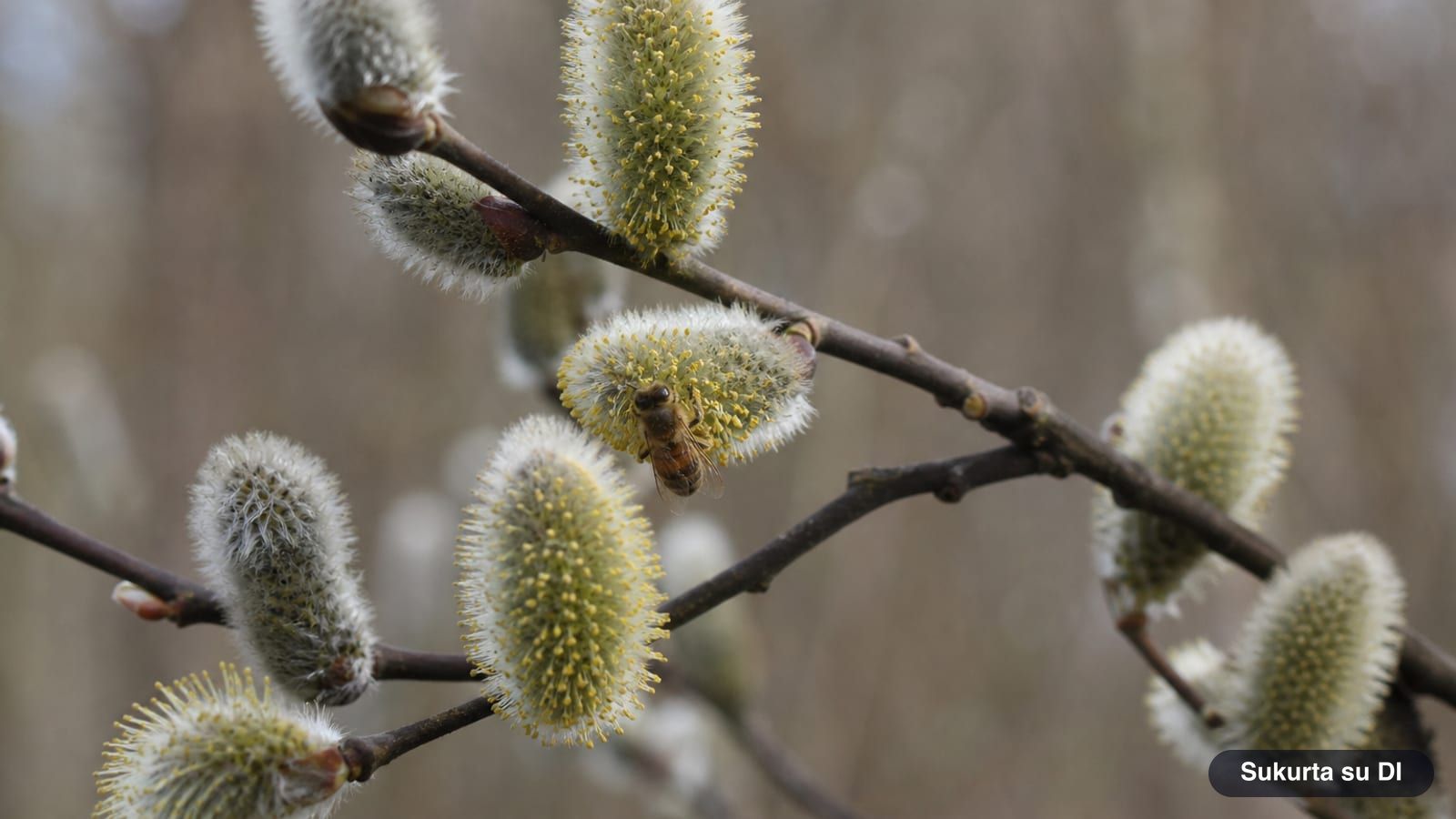 Blindės pūkuoti sidabriški kačiukai ant tamsių šakelių balandį su bite