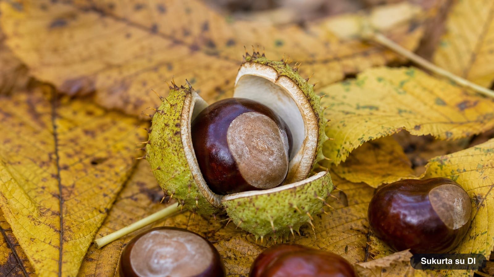 Atsivėrusi žalia spygliuota kaštono dėžutė su blizgia ruda sėkla tarp rudens lapų