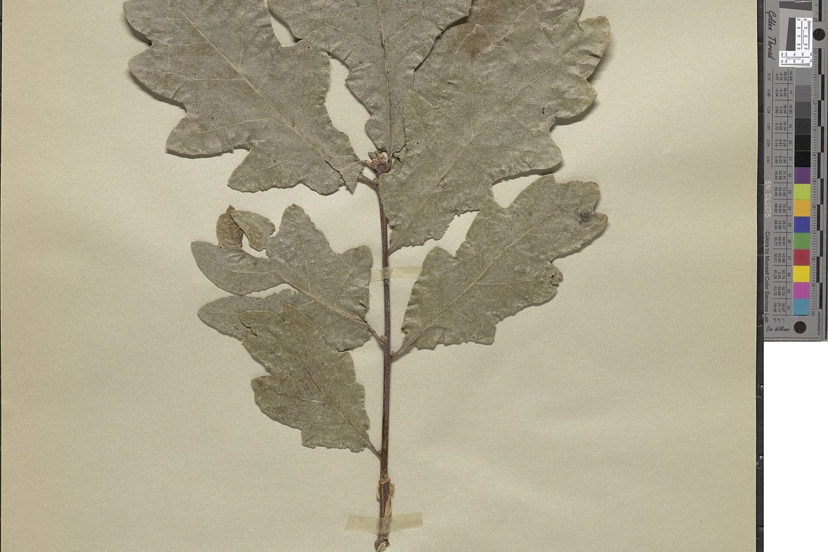 Herbariumo lapas su išdžiovinta ąžuolo šakele